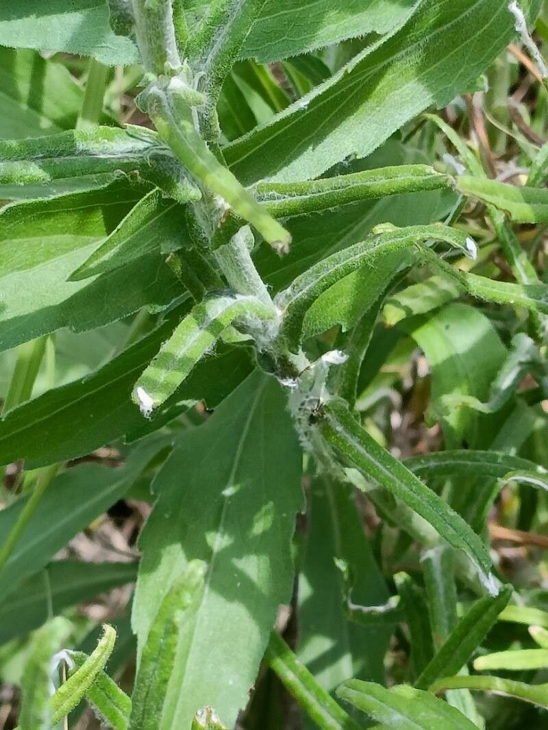 Helichrysum rugulosum — search result for 'Helichrysum'