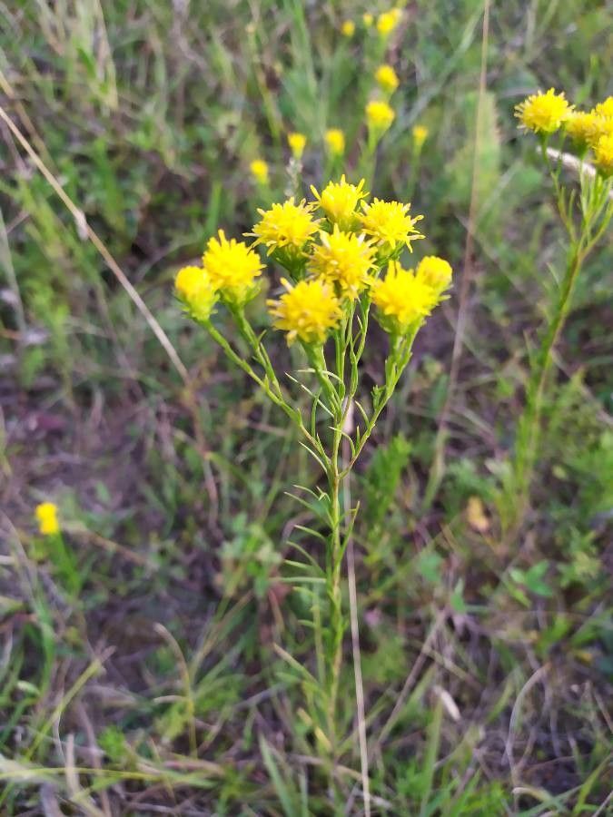 Euthamia occidentalis flower