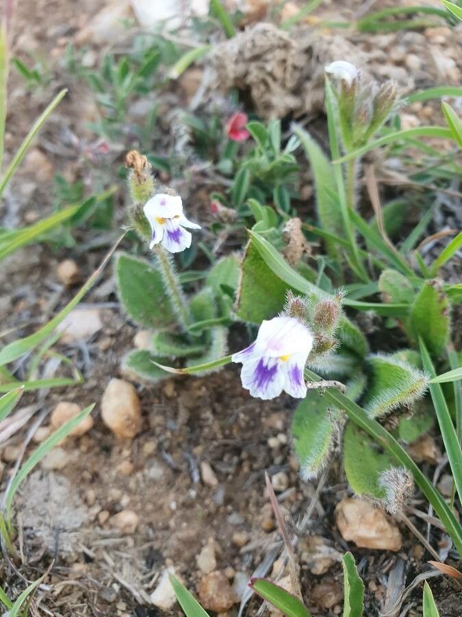 Craterostigma hirsutum flower