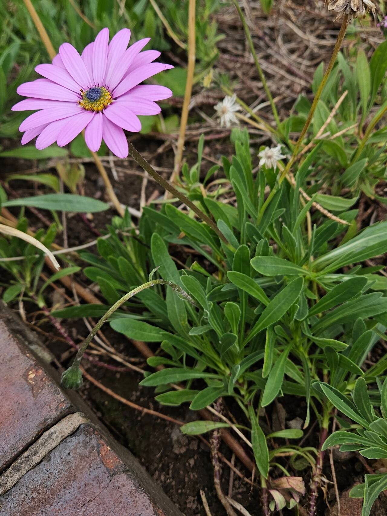 Dimorphotheca jucunda habit