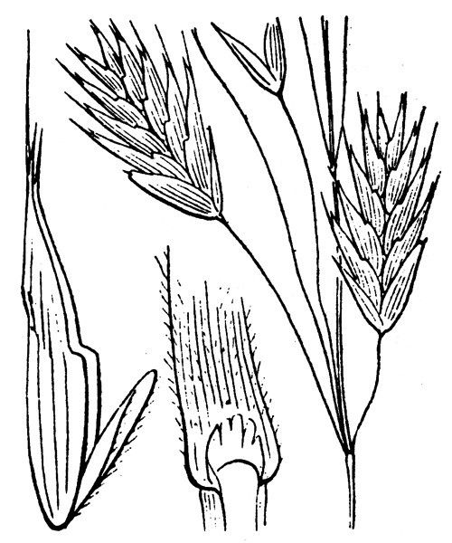 Bromus bromoideus other