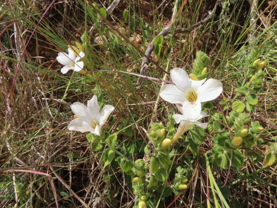 Barleria robertsoniae habit