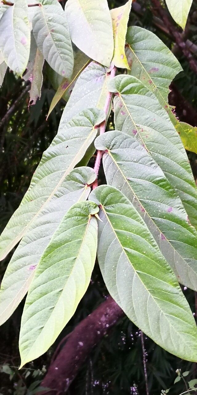 Ficus semicordata leaf