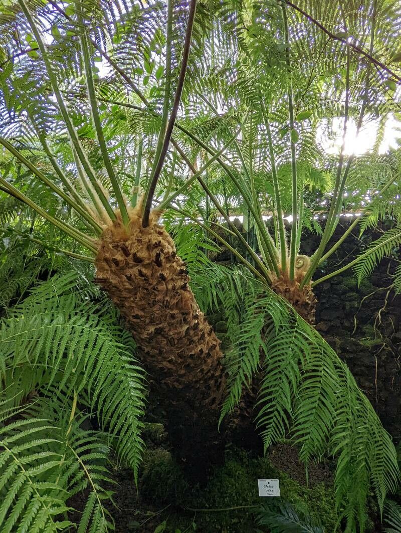 Cibotium cumingii habit
