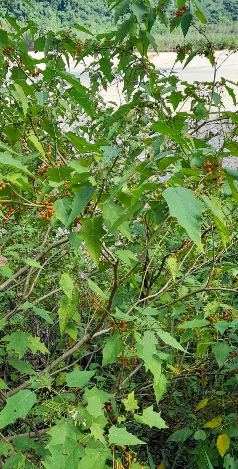 Solanum consimile habit