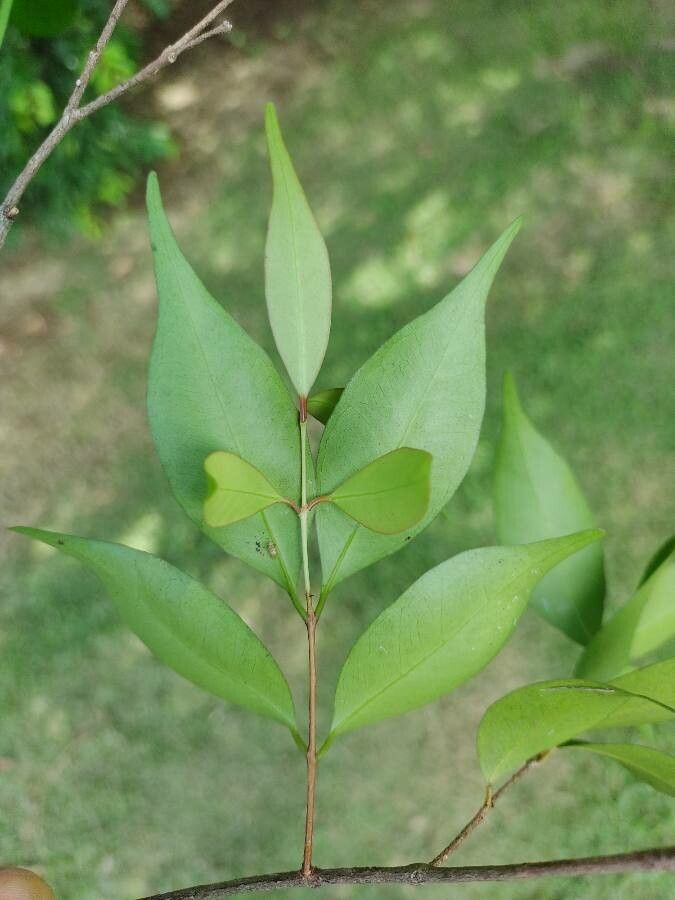 Eugenia rostrifolia leaf