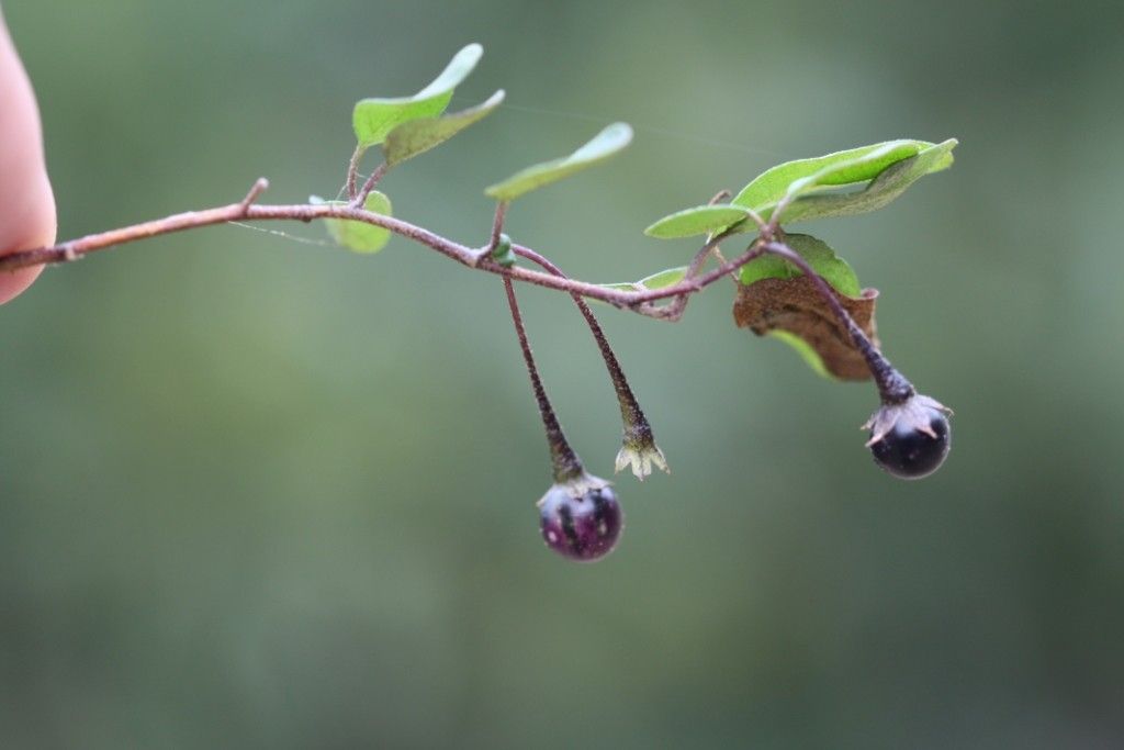 Solanum vaccinioides fruit