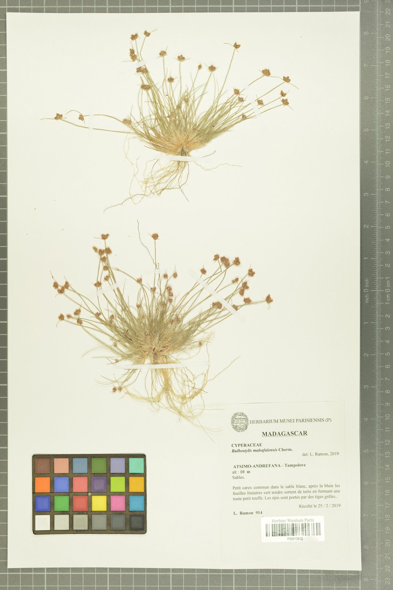 Bulbostylis mahafalensis — houseplant care guide