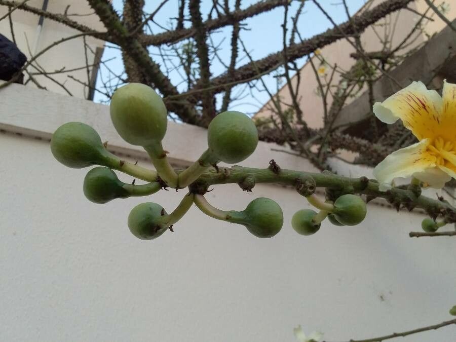 Ceiba chodatii fruit