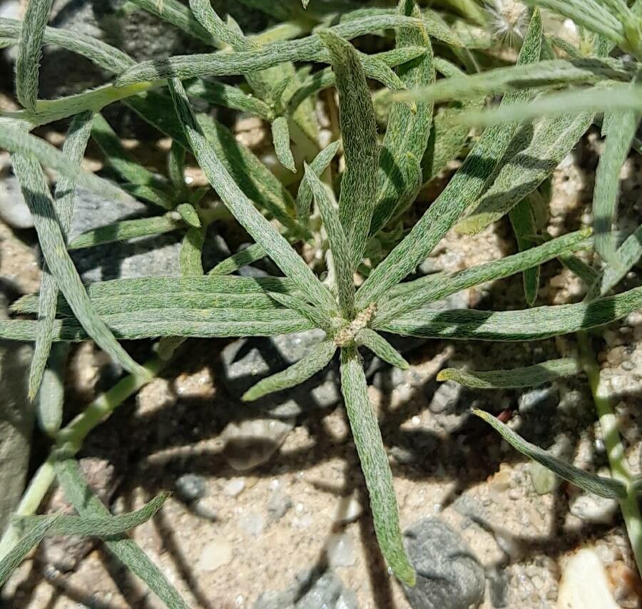Euploca chrysantha — related species from the same genus