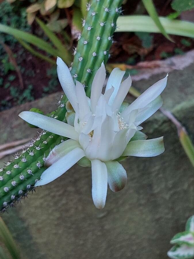 Praecereus euchlorus flower