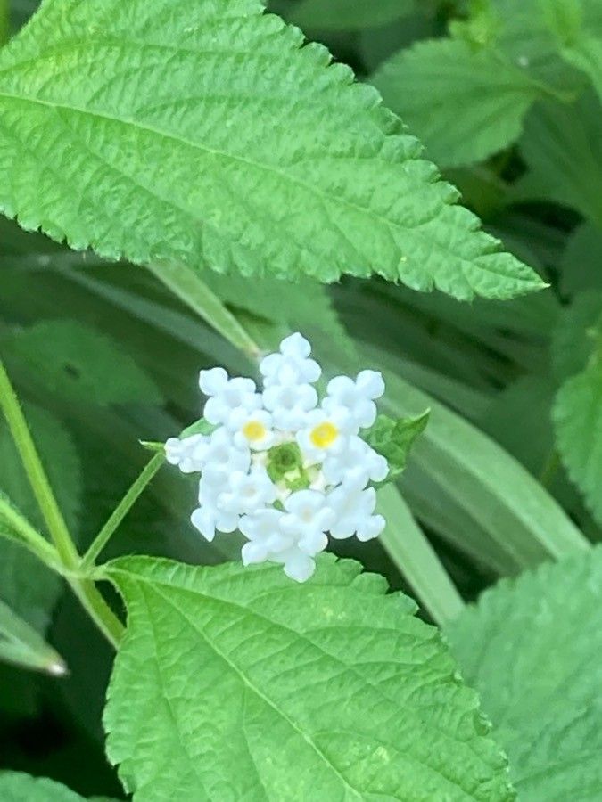 Lantana achyranthifolia flower
