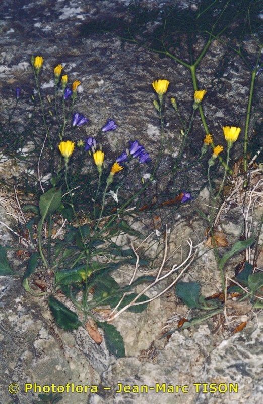 Hieracium gavellei habit