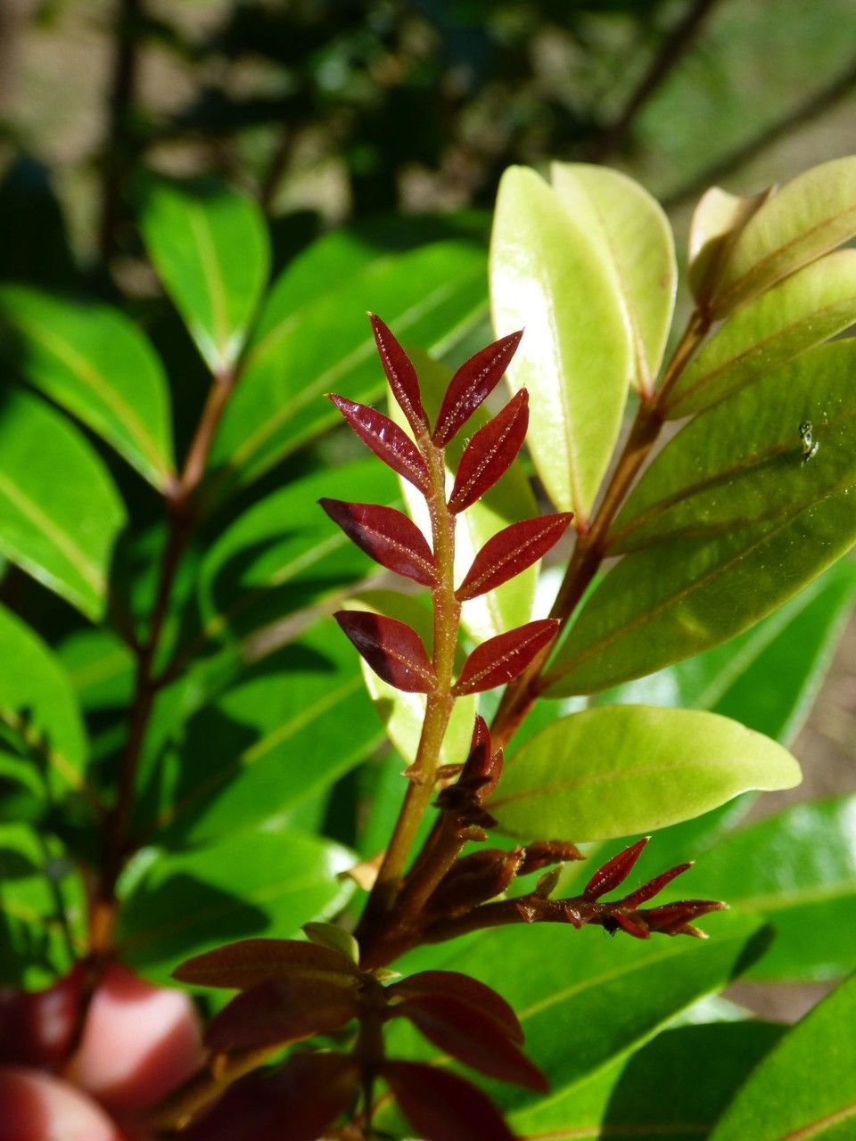 Doratoxylon apetalum leaf