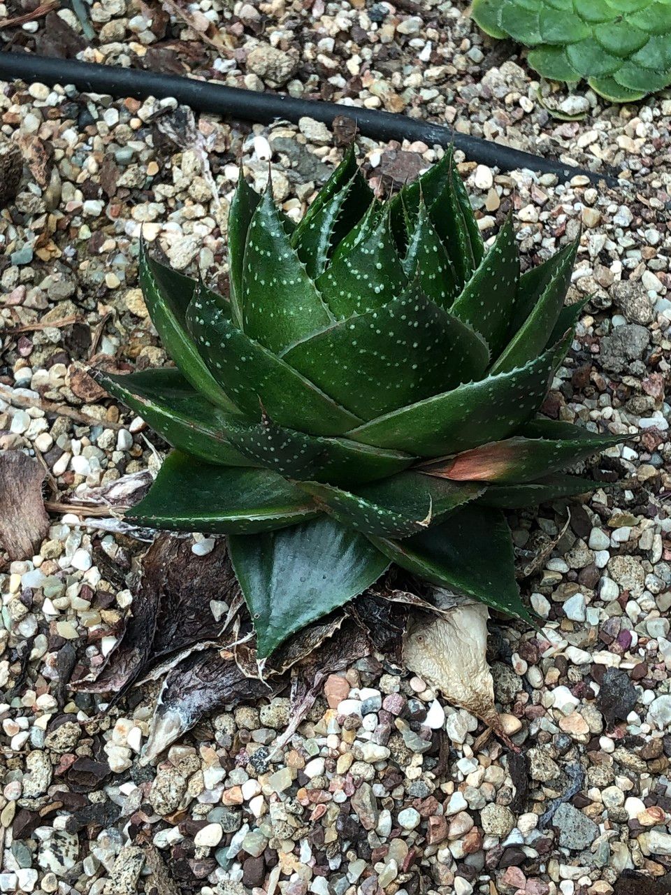 Aristaloe aristata cv. 'Cosmo' habit