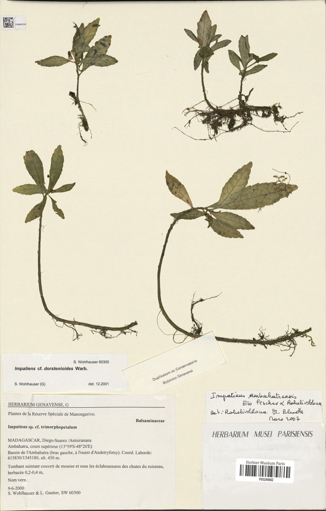 Impatiens ambahatrensis — houseplant care guide