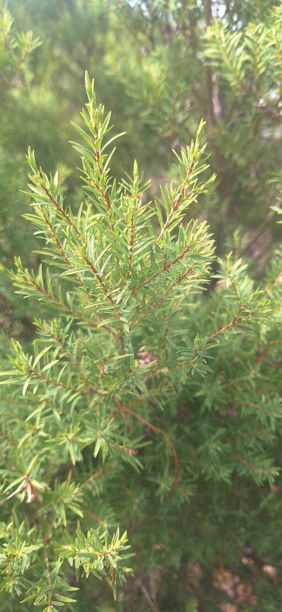 Melaleuca linophylla — houseplant care guide