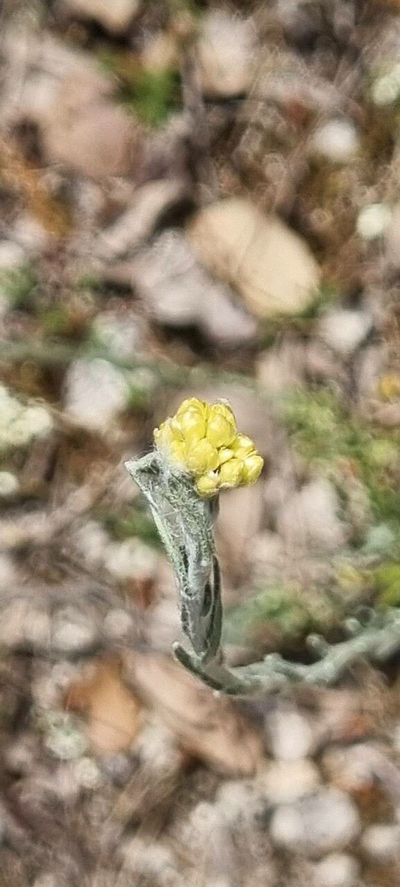 Helichrysum pendulum flower