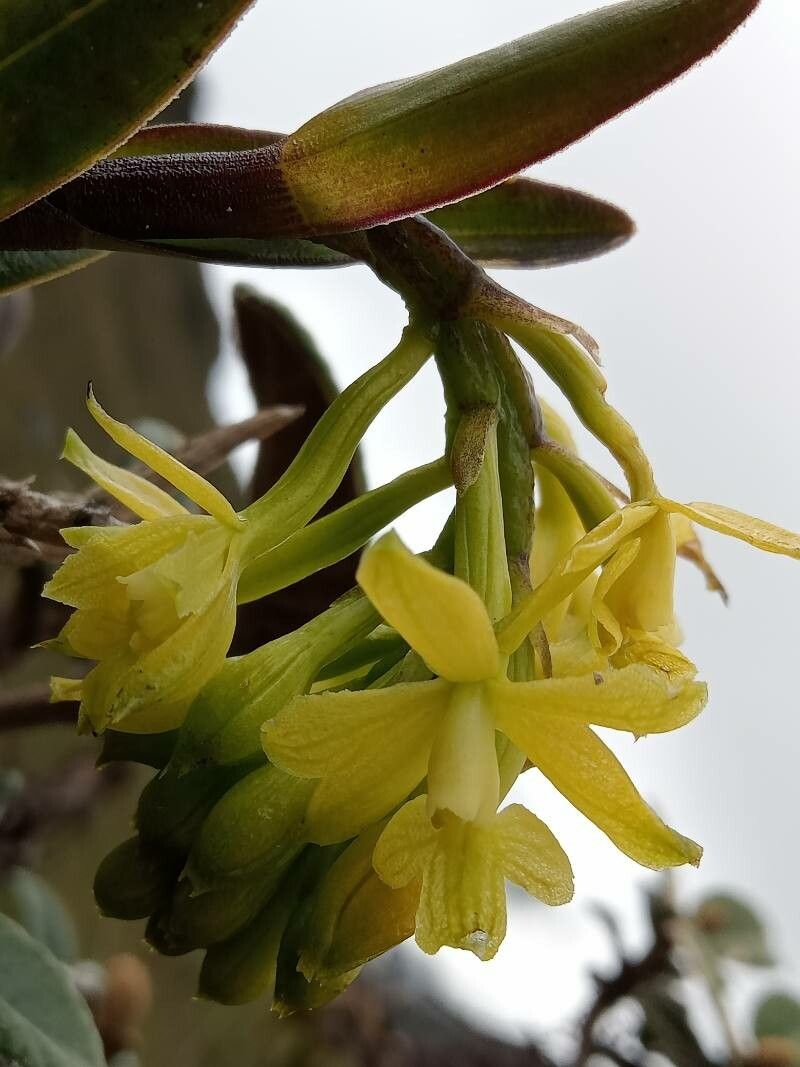 Epidendrum zipaquiranum flower