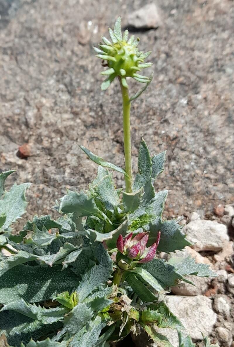 Grindelia covasii other