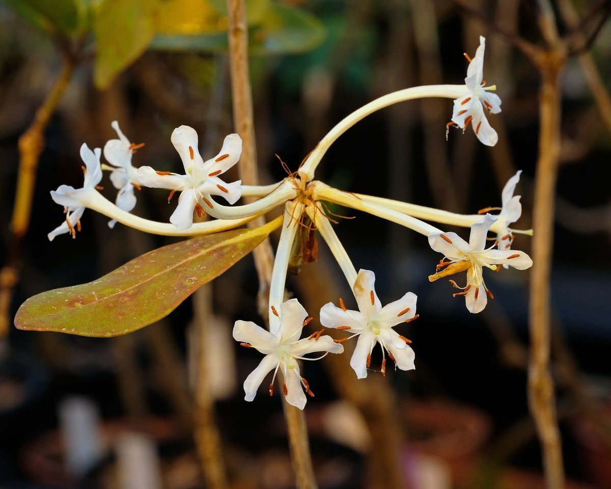 Rhododendron siobriense — houseplant care guide