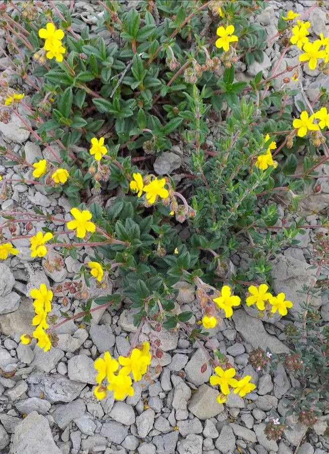 Potentilla tabernaemontani flower