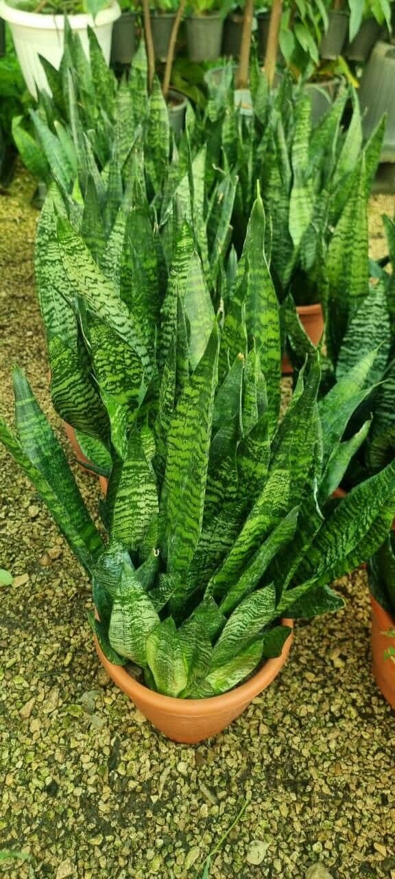 Sansevieria zeylanica flower