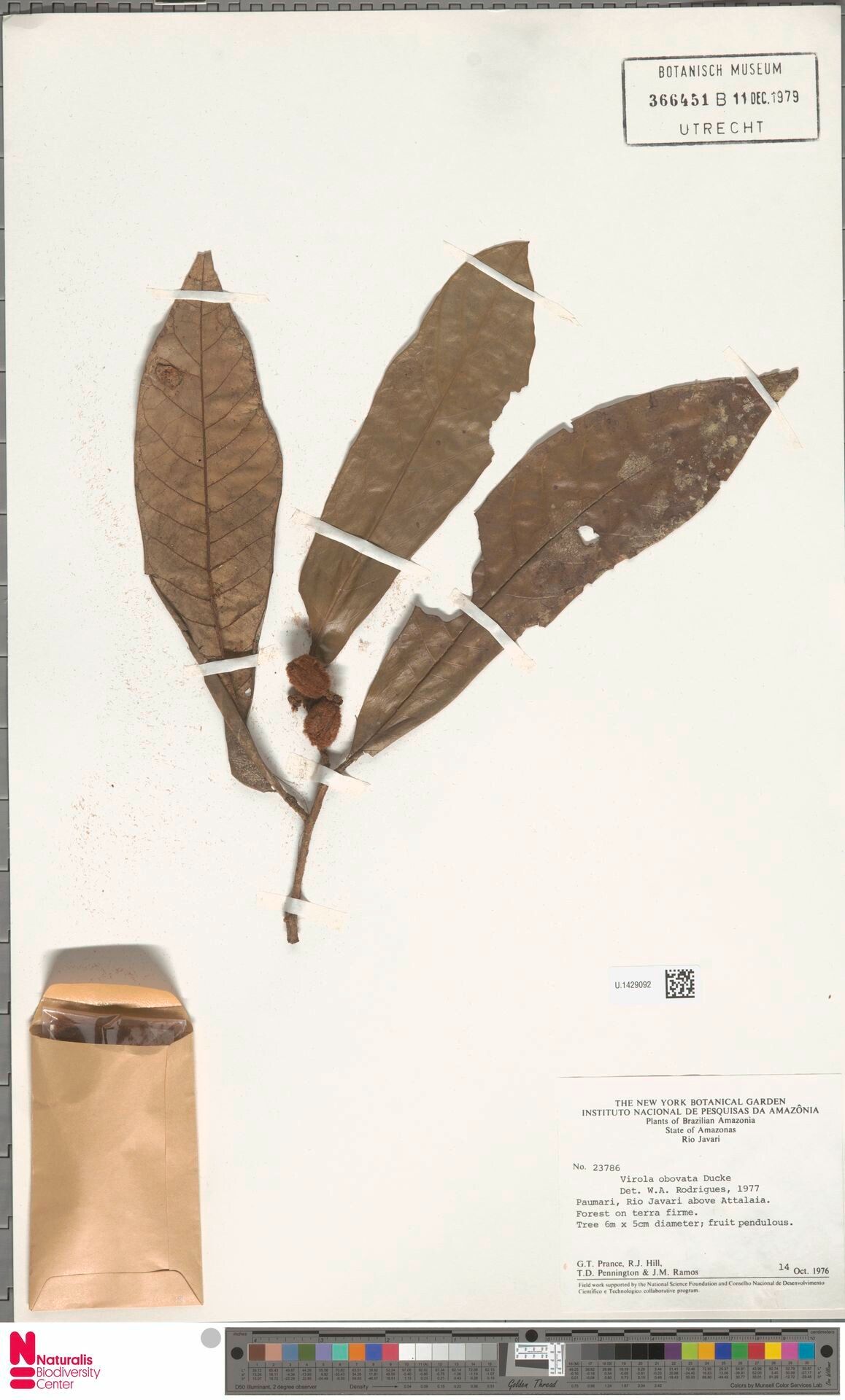 Virola obovata fruit