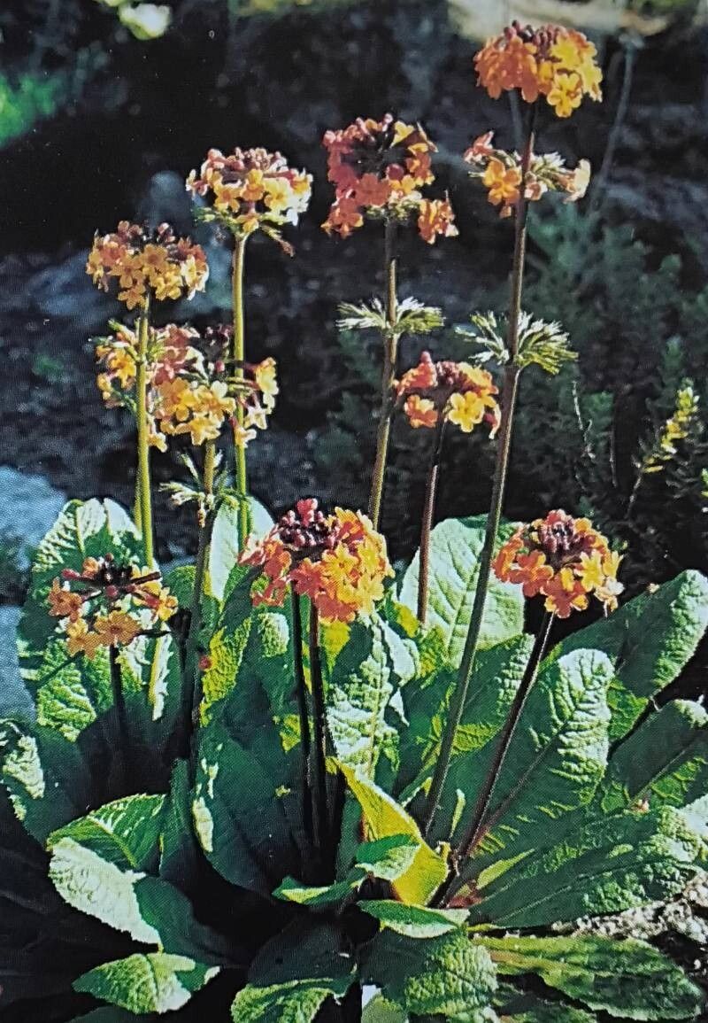 Primula aurantiaca — houseplant care guide