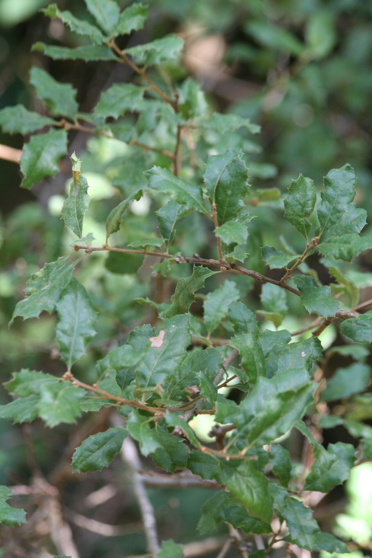 Quercus cornelius-mulleri — houseplant care guide