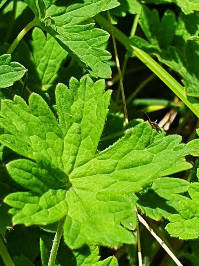 Geranium aculeolatum