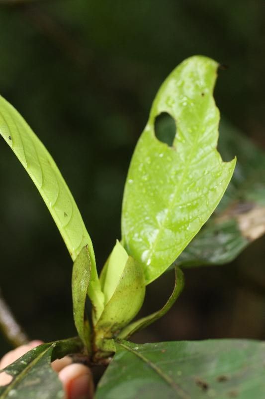 Capirona decorticans other