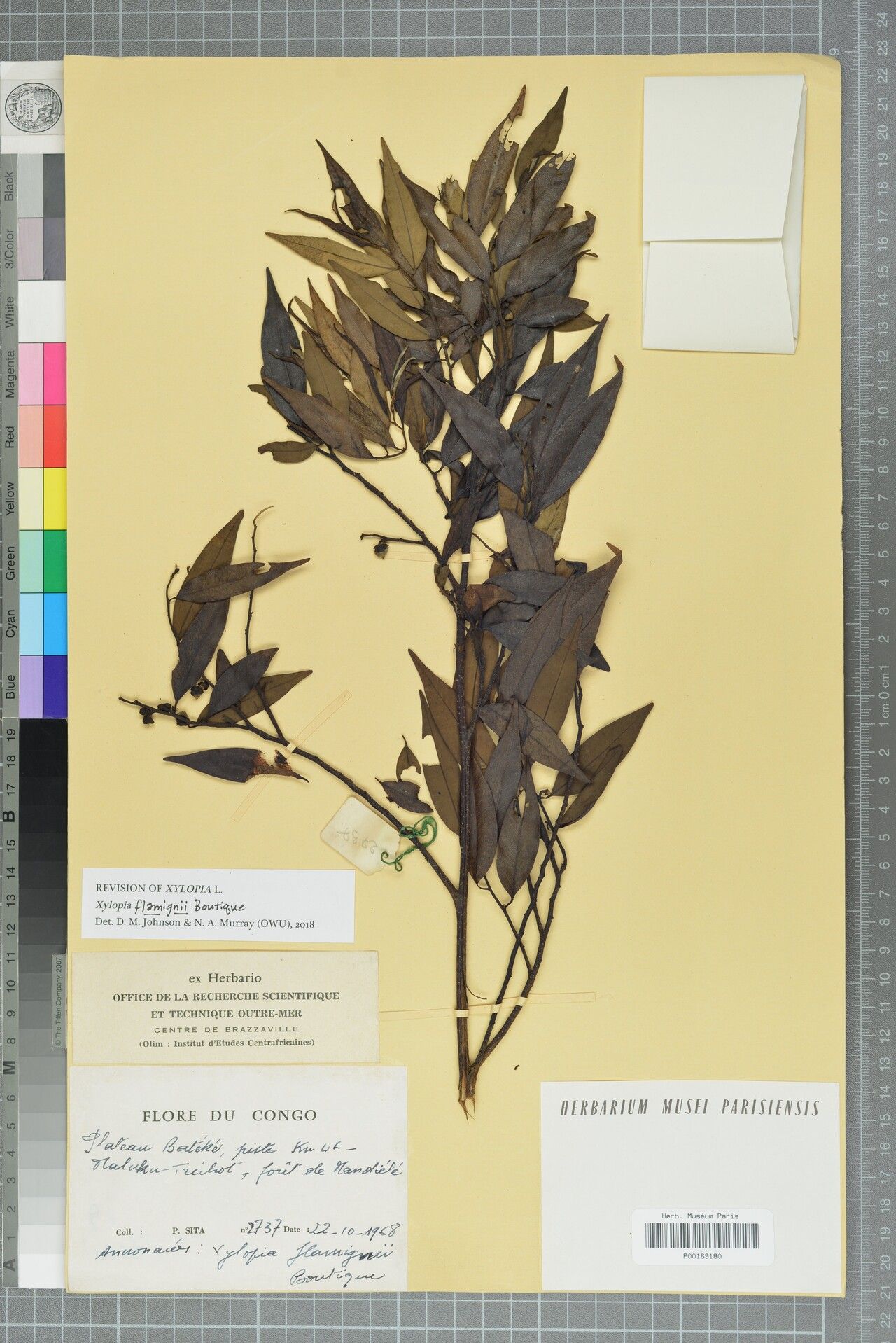 Xylopia flamignii — houseplant care guide