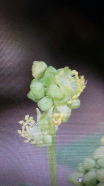 Mercurialis huetii flower