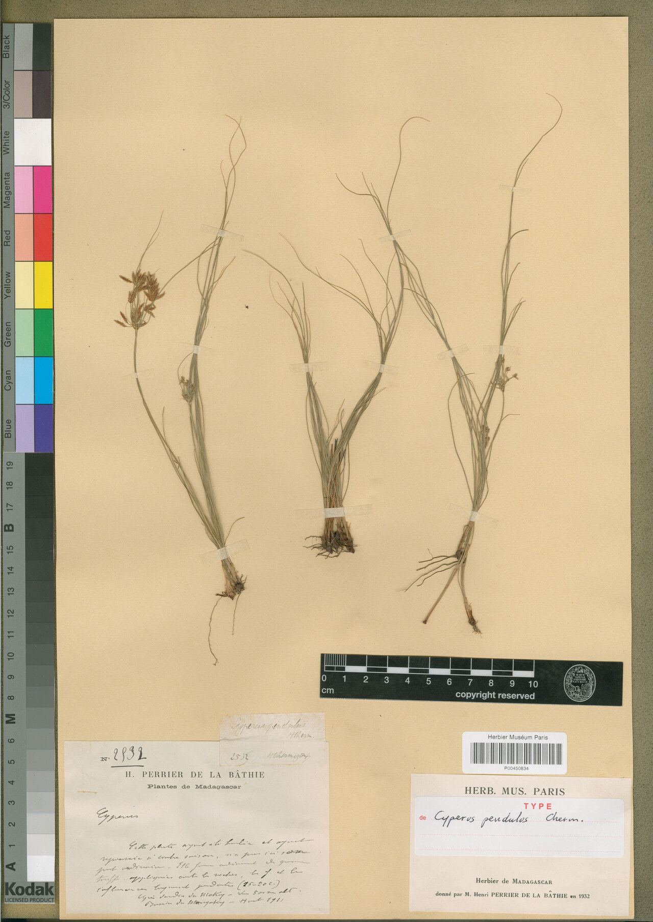 Cyperus pendulus — houseplant care guide