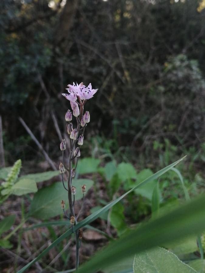 Prospero autumnale flower