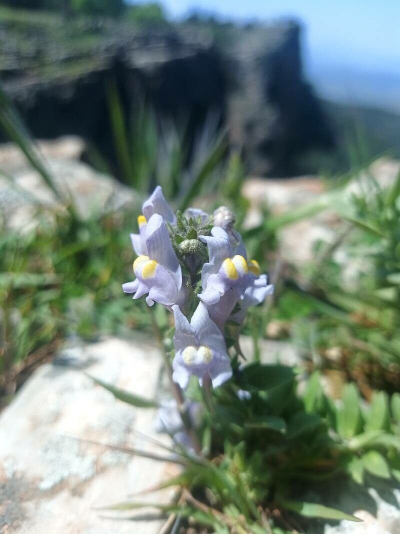 Linaria verticillata flower