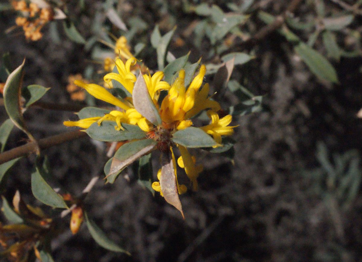 Lambertia ilicifolia — related species from the same genus