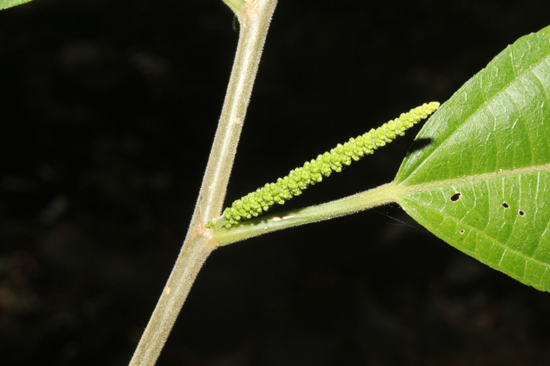 Acalypha diversifolia fruit