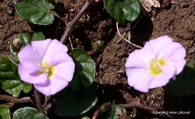 Polymeria pusilla habit
