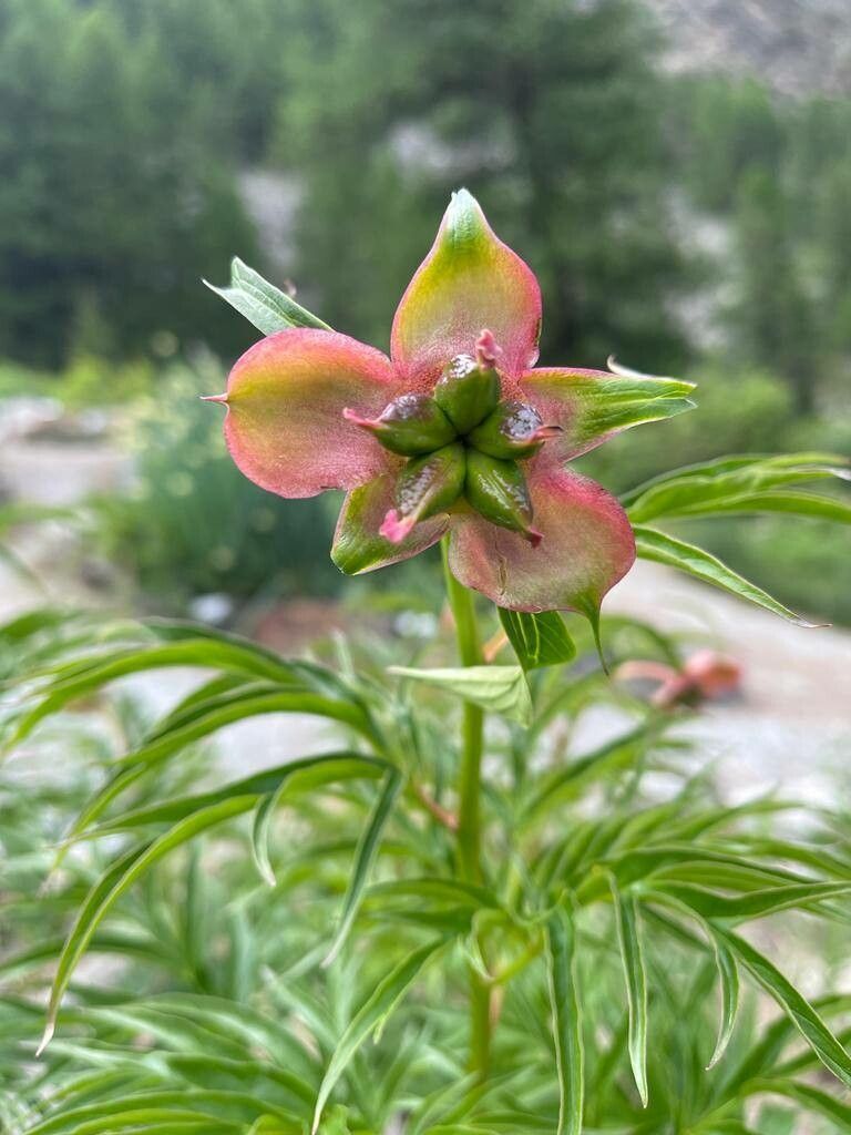 Paeonia anomala flower