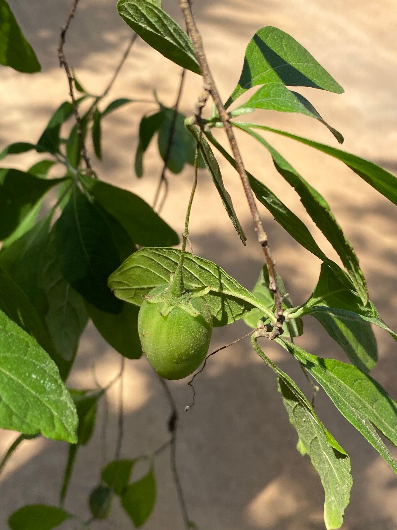 Solanum nematopus fruit