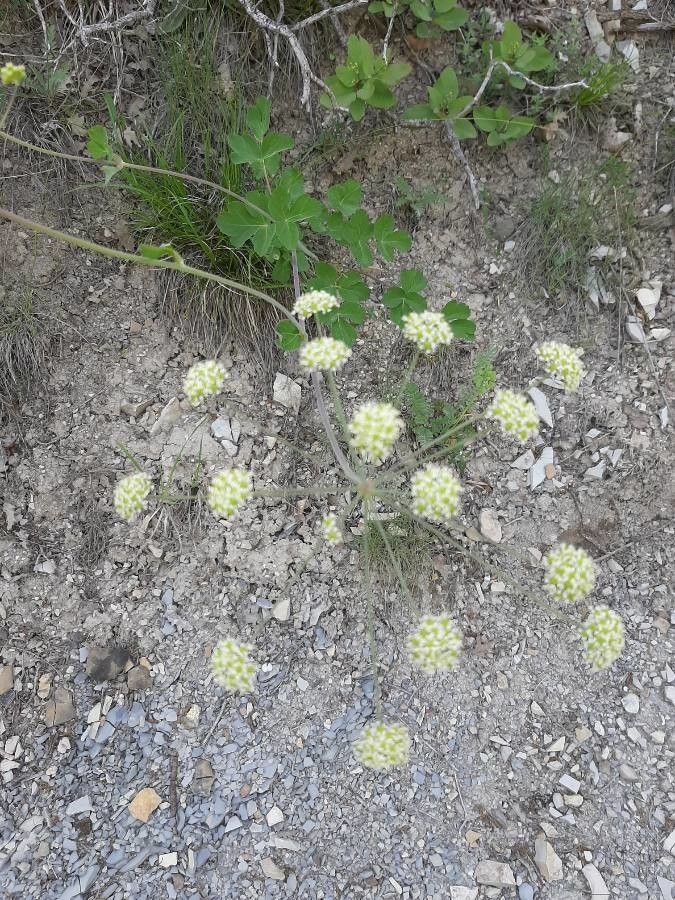 Perideridia kelloggii — houseplant care guide