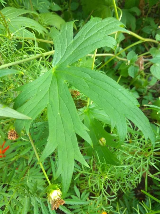 Delphinium wellbyi — search result for 'Delphinium'