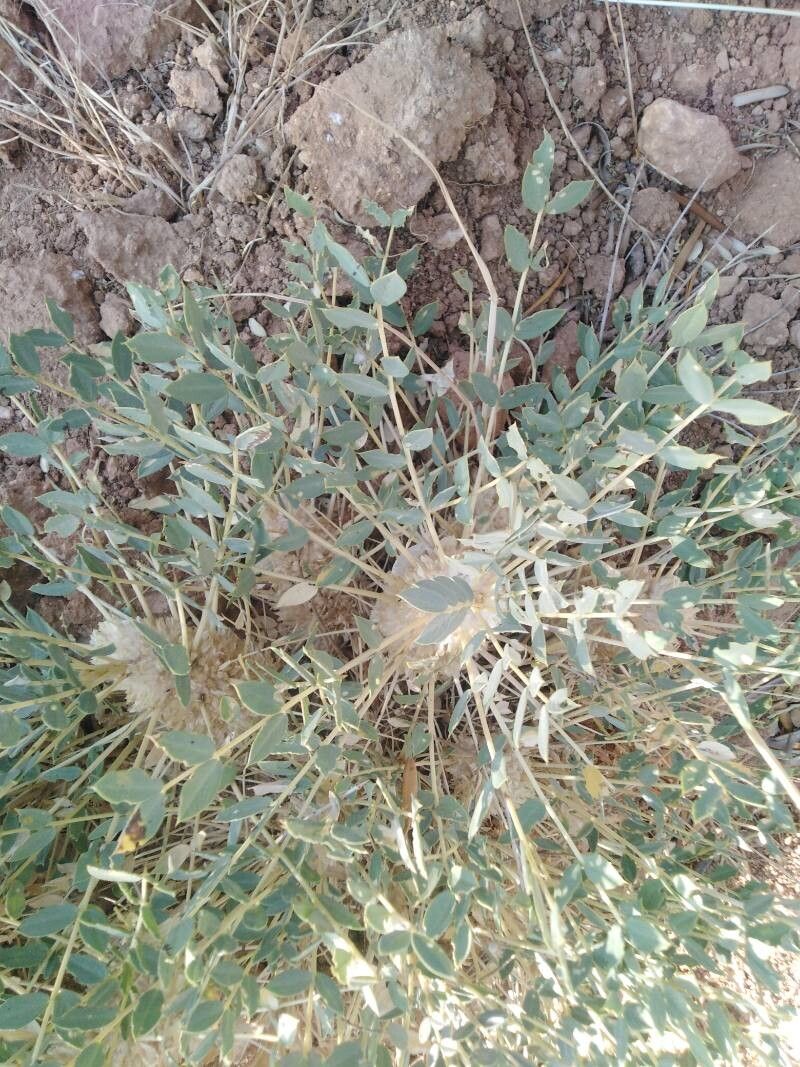 Astragalus macrocarpus flower