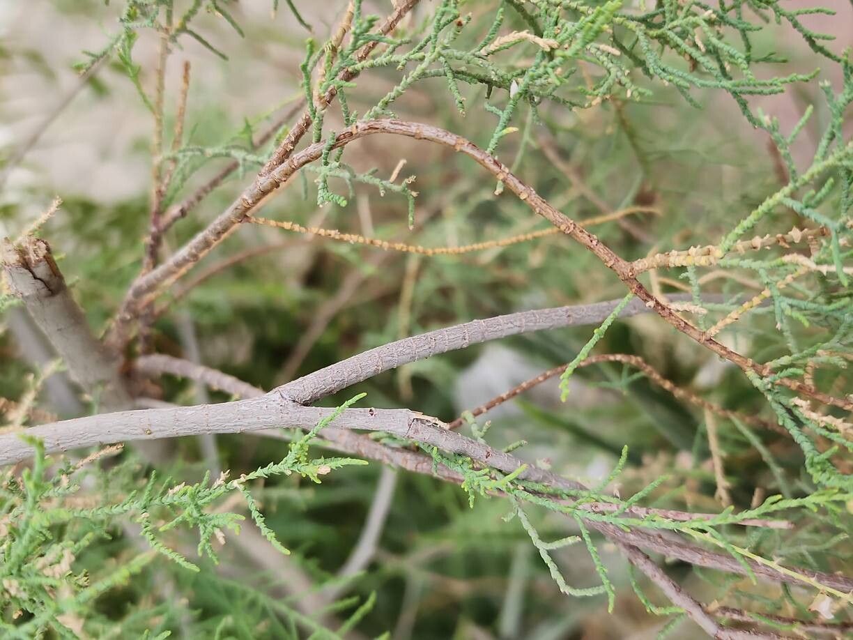 Tamarix passerinoides bark