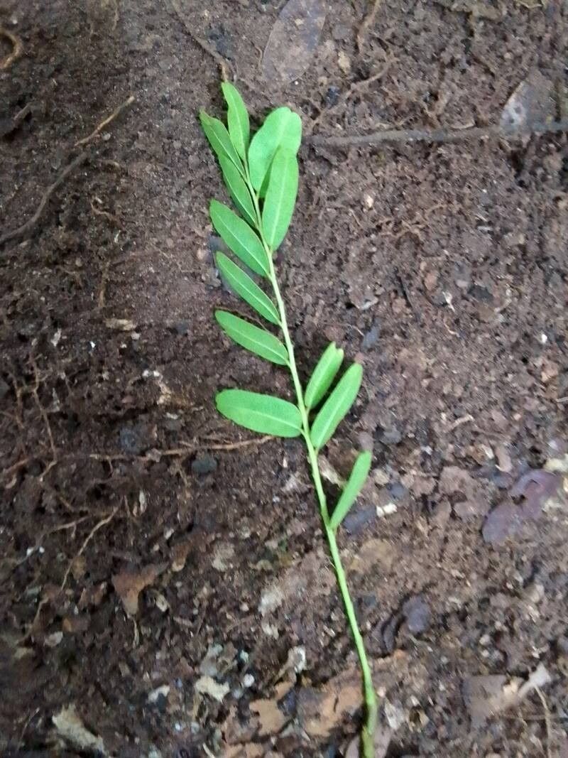 Copaifera mildbraedii leaf