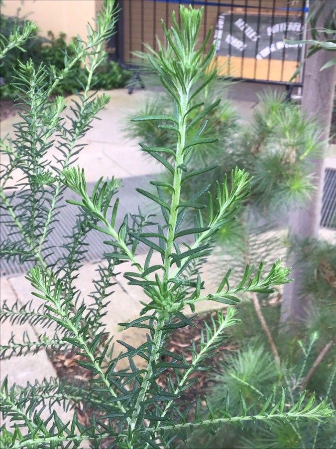 Ozothamnus diosmifolius leaf