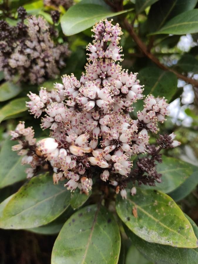 Nuxia verticillata flower