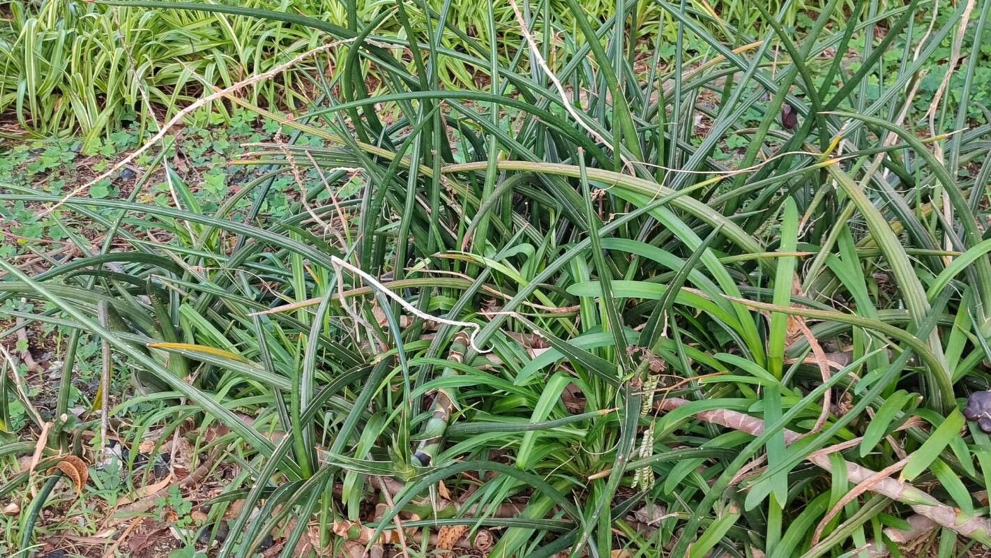 Dracaena downsii habit